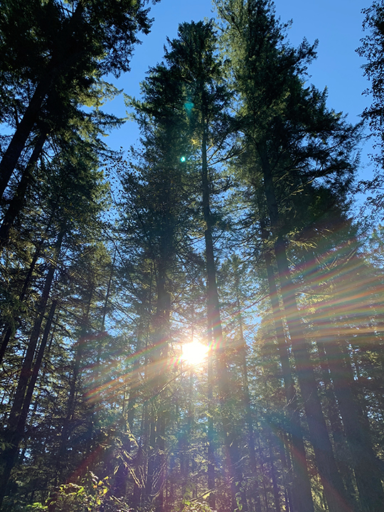 Forest01_540px