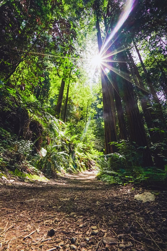Forest02_540px